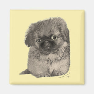 Pekingese Puppy Yellow Magnet