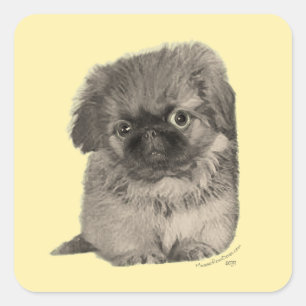 Pekingese Puppy Yellow Quadratischer Aufkleber