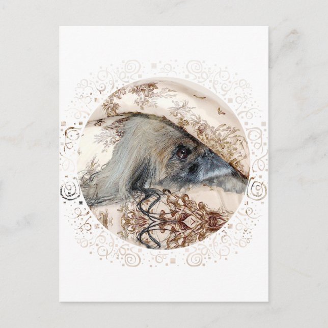 Pekingese schaut aus postkarte (Vorderseite)