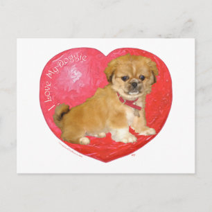 Pekingese / Shih Tzu Mix Valentinstag Feiertagspostkarte