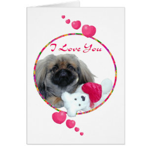 Pekingese Valentinstag
