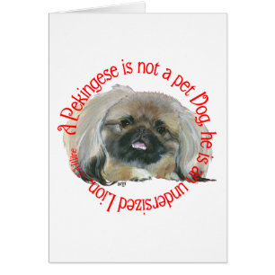 Pekingese Weisheit - Untermaßiger Löwe !
