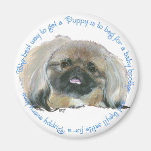 Pekingese Weisheit - Wie man einen Welpen bekommt Magnet