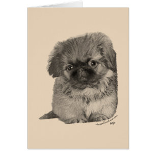 Pekingese-Welpe