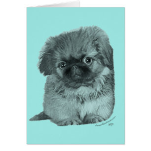 Pekingese-Welpe