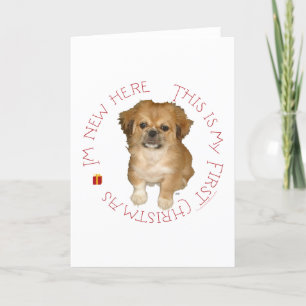 Pekingese Welpe erstes Weihnachten