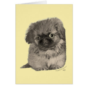 Pekingese-Welpe Gelb