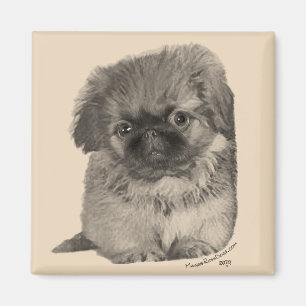 Pekingese-Welpe Magnet