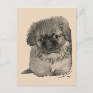 Pekingese-Welpe Postkarte