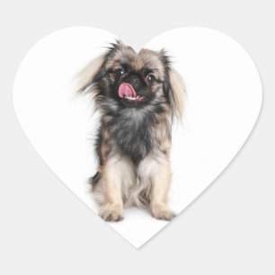 Pekingese-Welpen-Herz-Aufkleber / Etikett Herz-Aufkleber