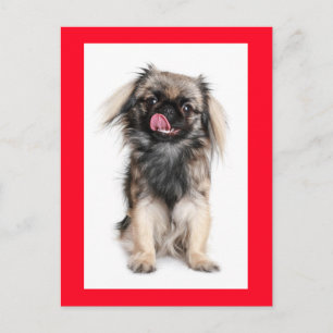 Pekingese-Welpen-Hund leere Postkarte