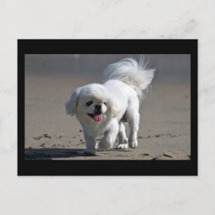 Pekingese-Welpen-Hund leere Postkarte
