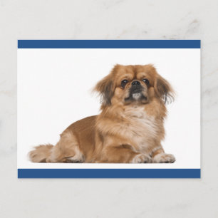 Pekingese-Welpen-Hund-Postkarte Postkarte