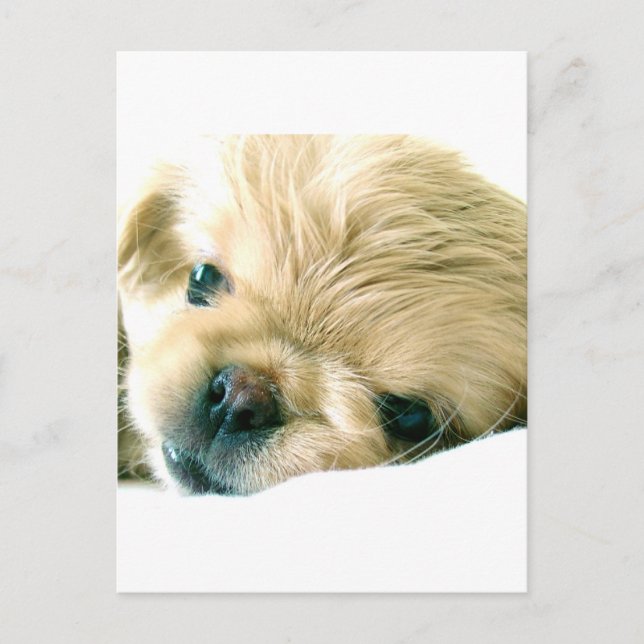 Pekingese Welpen Postkarte (Vorderseite)