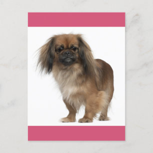 Pekingese Welpendokarte Postkarte