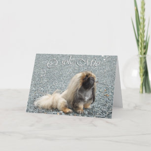 Pekingeser Grußkarte Karte