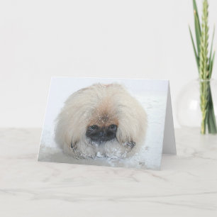 Pekingeser Grußkarte Karte