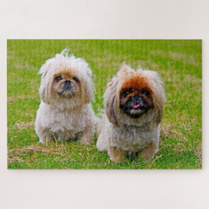 Pekingeser Hund. Puzzle