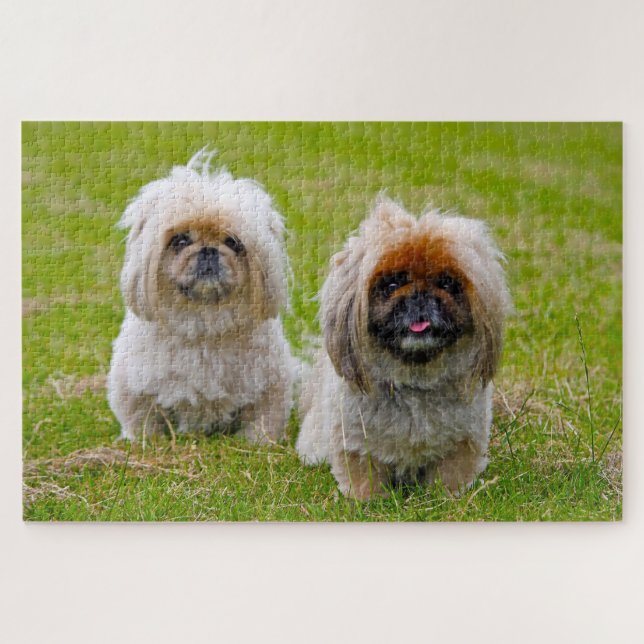 Pekingeser Hund. Puzzle (Horizontal)