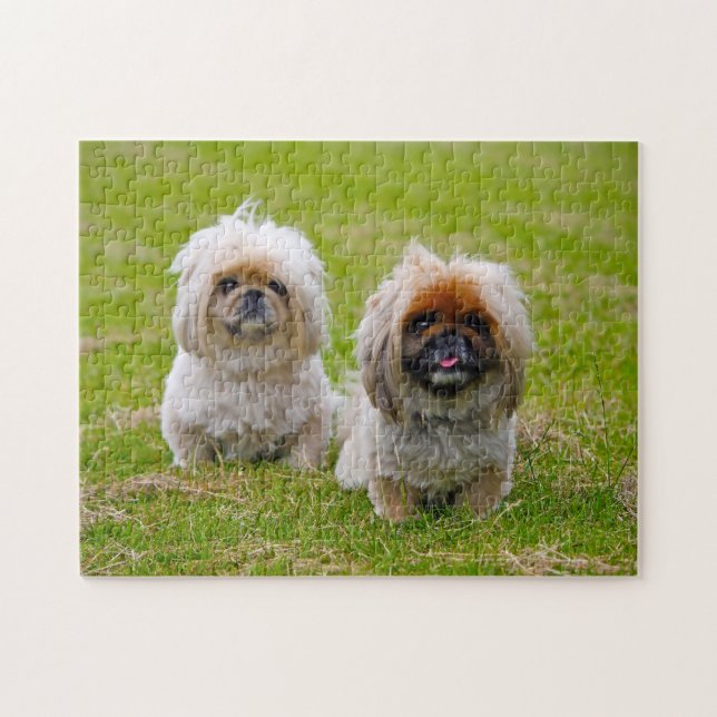 Pekingeser Hund. Puzzle (Horizontal)