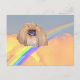 Pekingeser Regenbogen Postkarte