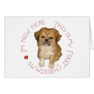 Pekingeser Welpe erstes Weihnachten