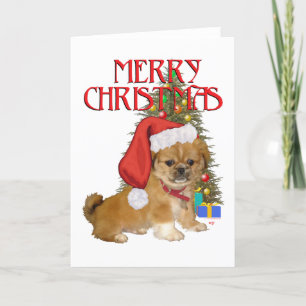 Pekingeser Welpe Weihnachten