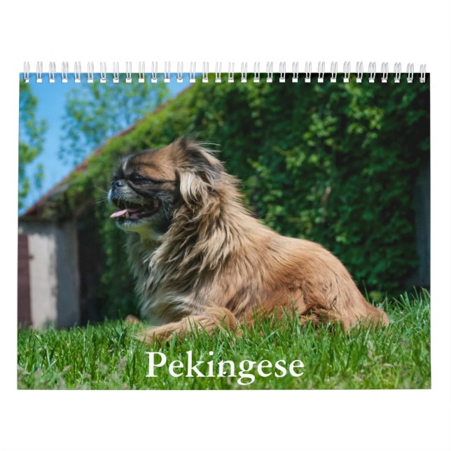 Pekingeskalender Kalender (Titelbild)