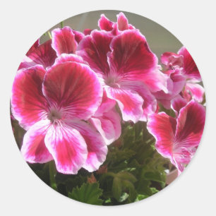 Pelargonieaufkleber Runder Aufkleber