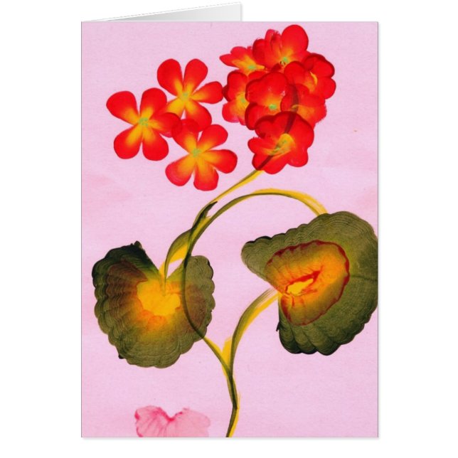 PELARGONIEN (Vorne)
