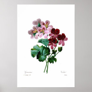 Pelargonievielzahl Poster