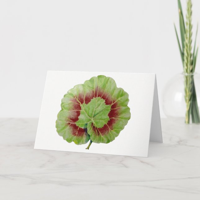 Pelargonium 'Geranium Leaf' Grußkarte Karte (Vorderseite)