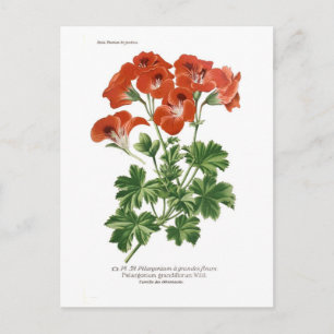 Pelargonium grandiflorum postkarte
