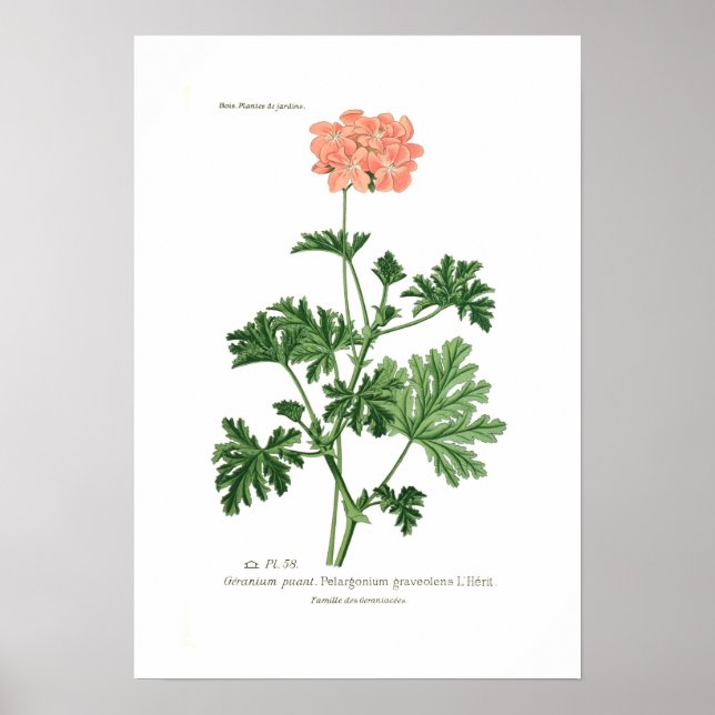 Pelargonium graveolens poster (Vorne)