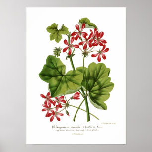 Pelargonium hederaefolium poster