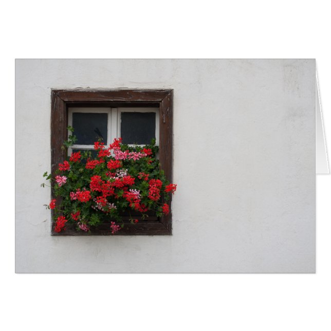 Pelargonium, rot und rosa (Vorderseite (Horizontal))