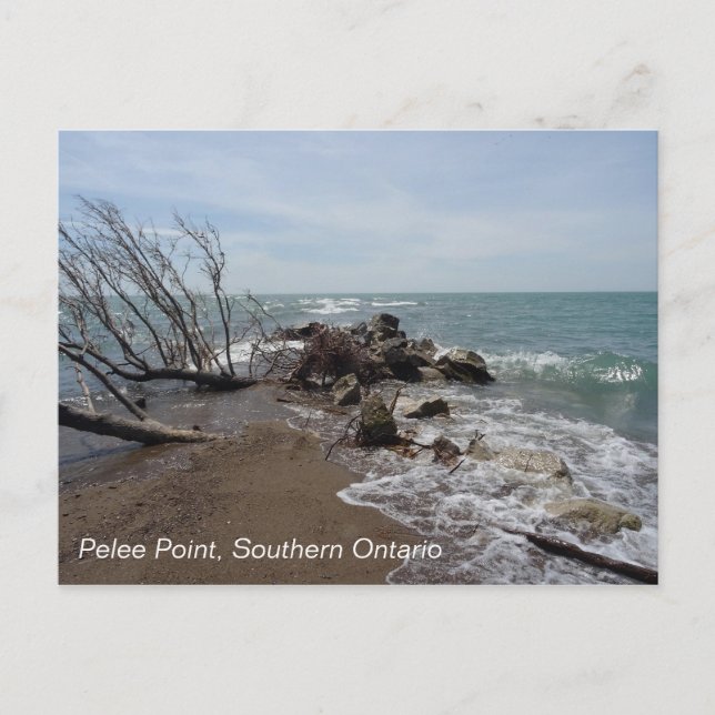 Pelee Point, Süd Ontario Postkarte (Vorderseite)