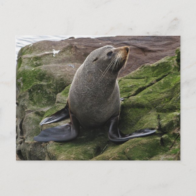 Peles Siegel auf Steinen Postkarte (Vorderseite)