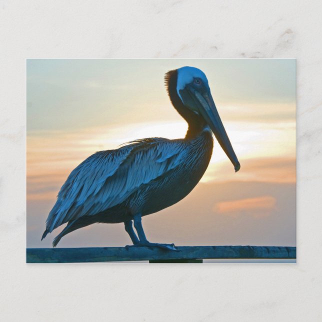 Pelican Alone/ Post Card Postkarte (Vorderseite)