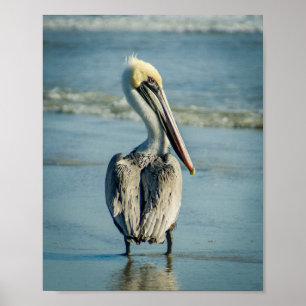 Pelican an einem Florida Beach Poster Print