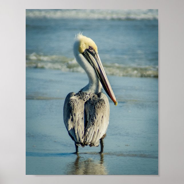 Pelican an einem Florida Beach Poster Print (Vorne)