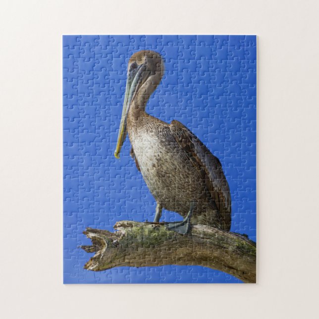 Pelican an einem Puzzle (Vertikal)