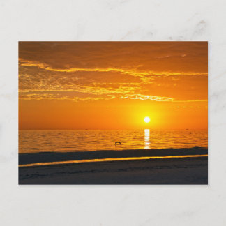Pelican at Orange Florida Sunset Postkarte