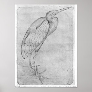 Pelican aus dem Vallardi-Album Poster