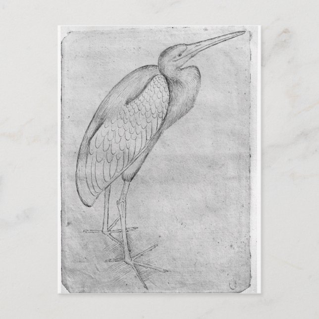 Pelican aus dem Vallardi-Album Postkarte (Vorderseite)