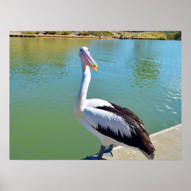 Pelican Back Chat, Wall Poster (Vorne)