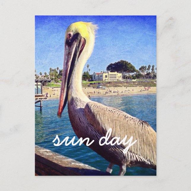 Pelican Beach Bird Foto Sun Day Stilvolle Schrift Postkarte (Vorderseite)