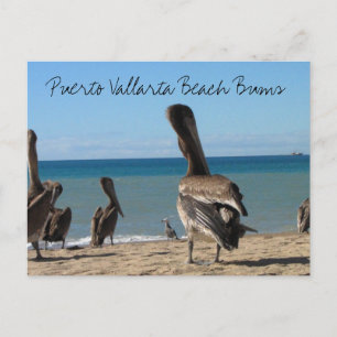 Pelican Beach Bums Postkarte