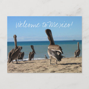 Pelican Beach Bums Postkarte