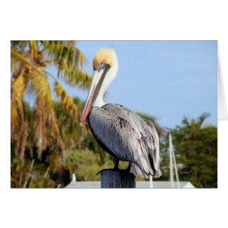 Pelican bei Jug Creek